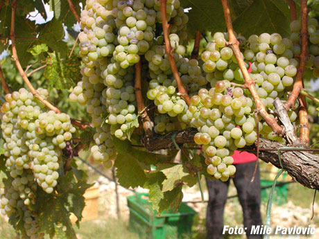 Počeli 55. Dani berbe grožđa – Brotnjo 2010.