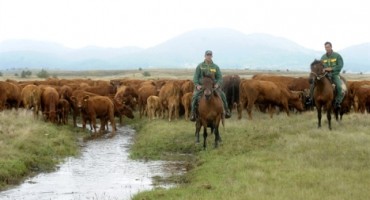 Zabranjena ispaša stoke kod Tomislavgrada zbog otrova