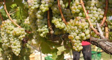 Počelo trganje: Kvaliteta grožđa je izuzetno dobra, a urod nešto manji od prošlogodišnjeg 