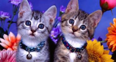 Mačke su neurotični 'control freakovi'