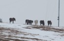 divlji konji, Livno