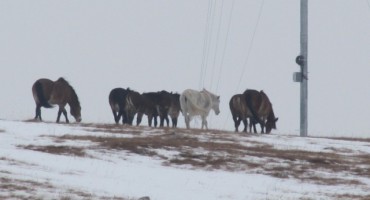divlji konji, Livno