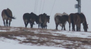Peticiju za zaštitu divljih konja s Kruga potpisalo preko 10 000 ljudi