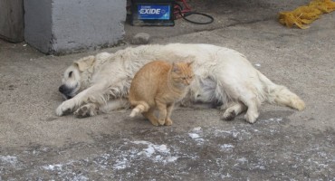 kućni ljubimci, zdravlje
