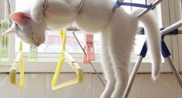 Mjesta gdje sve mačka može zaspati