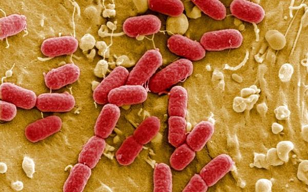 Klice graha izvor su zaraze bakterijom E. coli