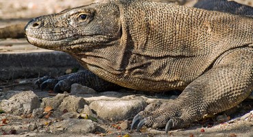 Legenda se nastavlja: Varan ponovo viđen u Kominu, mještani u panici