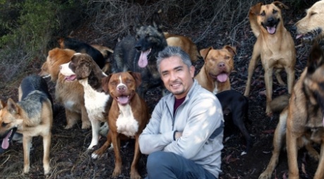 Šaptač psima: Cesar Millan dolazi u Sarajevo