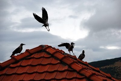 Vrane u sarajevu napale Zagrepčanku s bebom: Ovo je užas, trgale su mi kožu s glave!