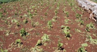 Široki Brijeg, nevrijeme, Miro Kraljević