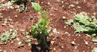 Široki Brijeg, nevrijeme