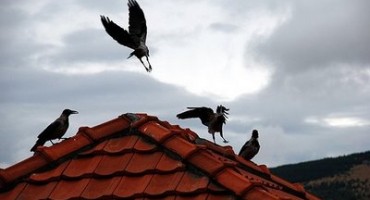 Istraživanje: Vrane nikada ne zaboravljaju lice osoba koje predstavljaju prijetnju za njih