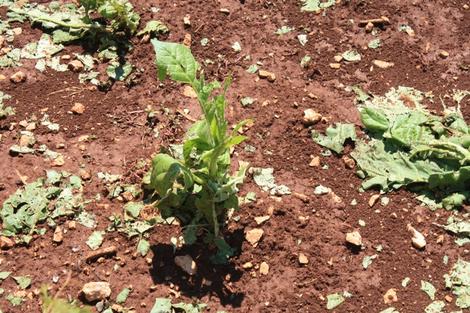 Široki Brijeg, nevrijeme