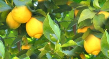 Ljekovita svojstva ulja limuna