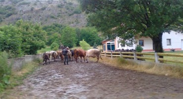 Tomislavgrad: Kod goveda dijagnosticirana bruceloza i tuberkuloza