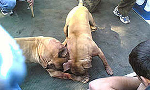 Psi lutalice u MZ Ljubuški III počeli napadati ljude 