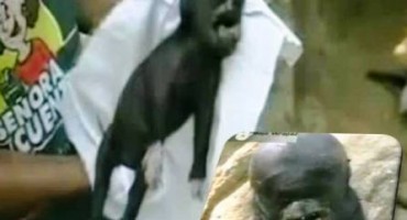 U Gvatemali rođena svinja s ljudskom glavom