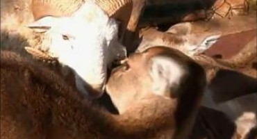 Ljubav ovna i srne postala hit na internetu