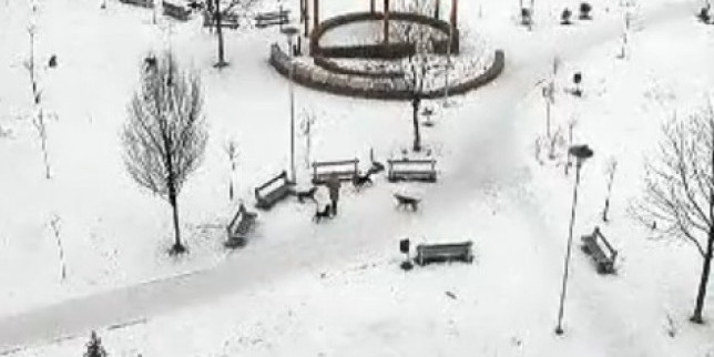 Sarajevo: Snimka napada čopora pasa na prolaznicu