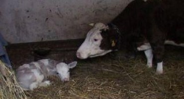 Ljubičasto tele između Srbije i sna 