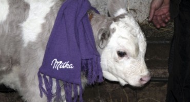 Niko nema što Srbin imade: Još jedna krava u Srbiji otelila ljubičasto tele