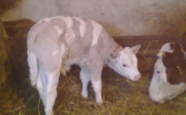 Niko nema što Srbin imade: I treća krava u Srbiji otelila ljubičasto tele