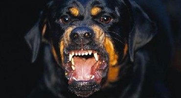 Četiri psa zaklali i  ozlijedili više od 100 ovaca