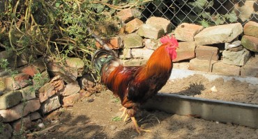 Čudo se dogodilo, pijetao snijeo jaje!