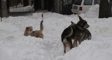 HBŽ: Od početka godine evidentirana 4 slučaja ugriza pasa