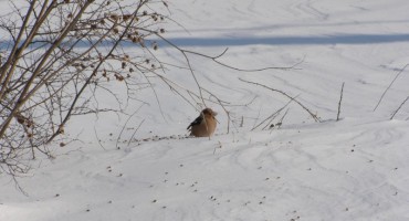 Jutros u Rasnom izmjereno -24 stupnja