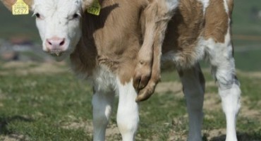 Upoznajte Lilli - tele sa šest nogu