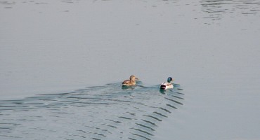 Kuda ide ovaj svijet: Turčin silovao rođakovu patku