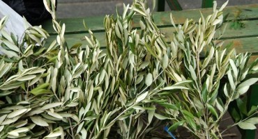 Danas je Cvjetnica - prvi dan Velikoga tjedna