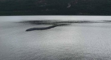 Na tragu velikog otkrića: Napokon 'uhićena' Nessie - čudovište iz Loch Nessa! 