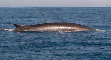 Pored Visa snimili kita od 16 metara!