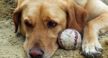 Vlasnik pokušao zaklati labradoricu Betu