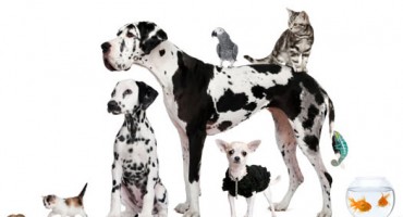 Birate psa? Ovo su najdruštvenije pasmine