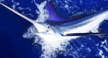 Kupačicu u Bakarcu napala sabljarka