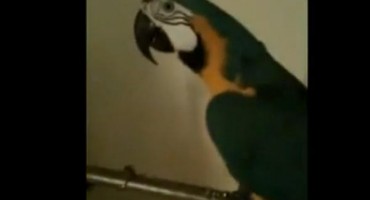 Vulgarni papagaj Pepe toliko psuje da susjedi zovu policiju