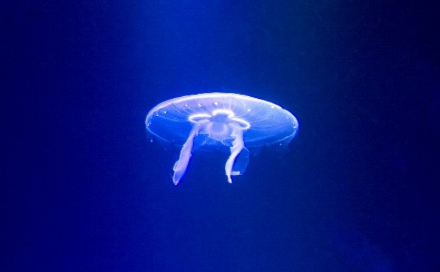 Četiri savjeta kako se zaštiti od meduza