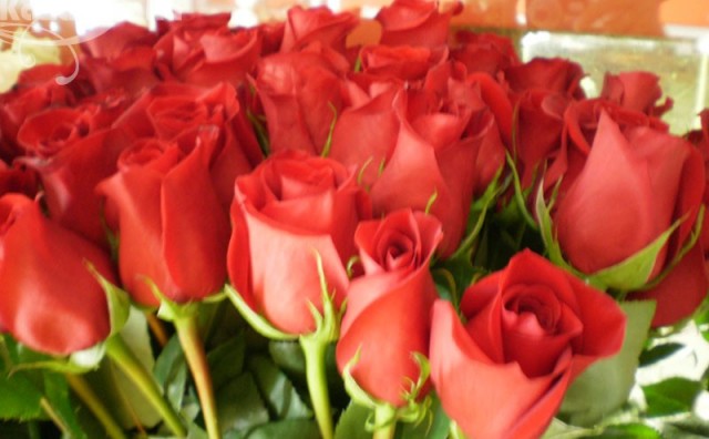 SOS za kraljicu cvijeća: 6 rješenja za najčešće probleme s ružama