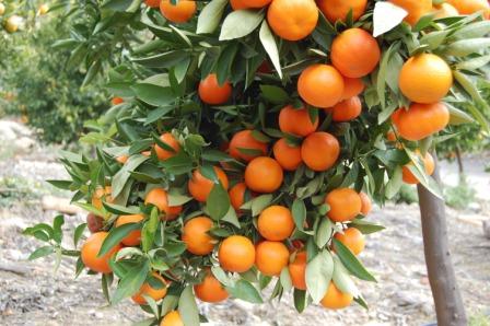 Je li ovo kraj mandarine u dolini Neretve?