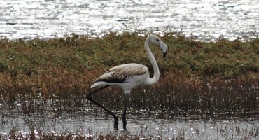 čudo, Neretva, Metković, Flamingo