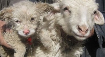 Čudo neviđeno: Ovca rodila psa, znanstvenici ne mogu vjerovati
