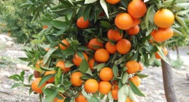 Energični Opuzenac otkrio da rad oko mandarine nije previše zahtjevan, ali ne ide bez tajnog 'sastojka'