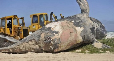 Ocean izbacio na plažu divovsku strvinu kita: Izgrizli ga morski psi!