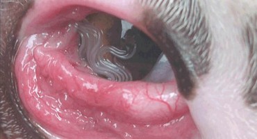 Prvi slučaj u BiH, javnost treba biti upozorena: U oku bolesnog psa otkrili crva koji prelazi i na čovjeka