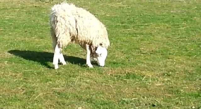 Čudo neviđeno: Ovan rođen s glavom naopačke, a živi kao i ostale ovce u stadu
