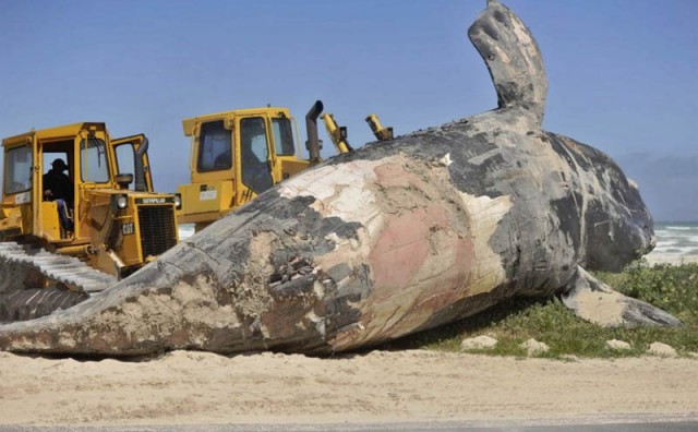 Ocean izbacio na plažu divovsku strvinu kita: Izgrizli ga morski psi!