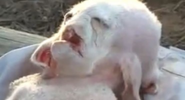 Čudo neviđeno: Pronađena koza s ljudskim licem i čak osam nogu